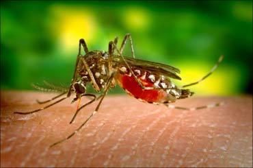 DRDO unleashes latest weapon: Mosquito repellent!