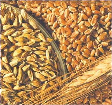 Wheat prices fall.