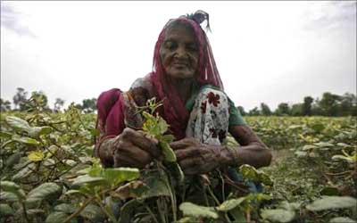 An old woman works in a pulse farm at Bakrol village on the outskirts of Ahmedabad