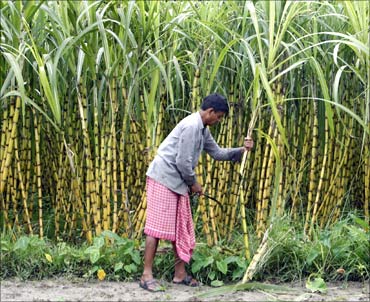A farmer works inside a sugarcane field at Moynaguri village.