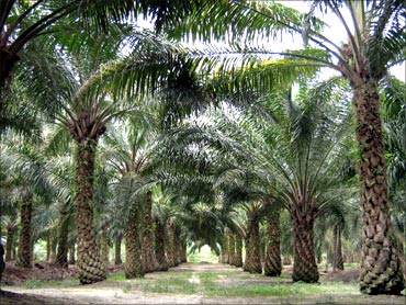 Boost for palm plantation.