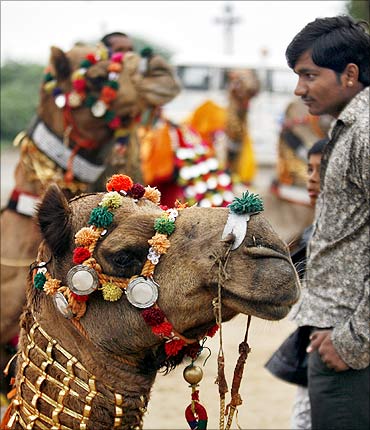 A villager looks at decorated camels of Border Security Force (BSF) during the Rann camel safari.