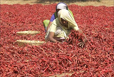 Workers spread red chilli peppers to dry in Shertha village on the outskirts of Ahmedabad.