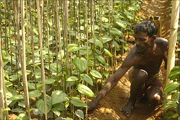 A farmer works in a Paan or betel leaf garden in Sonamura village near Tripura.