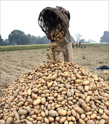 A farmer collects potatoes at a farm in Kadohiyar village.
