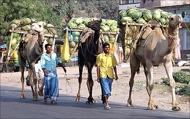Farmers transport watermelons on their camels to sell in a market near Allahabad.