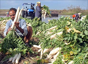 A farmer arranges radish at a vegetable market.