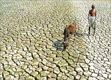 An Indian farmer walks with his hungry cow through a parched paddy field in Agartala.