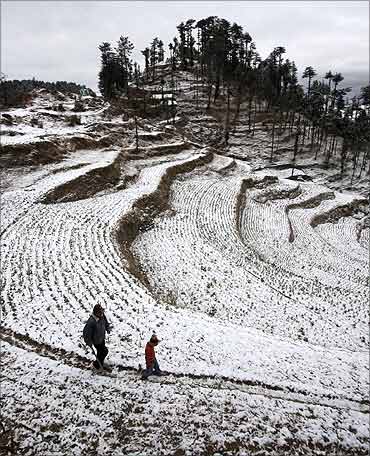 A farmer inspects a snow covered cauliflower field with his child near Kufri.
