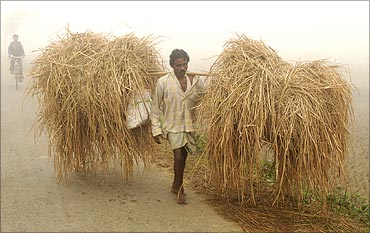 A farmer carries bundles of straw amid dense fog on the outskirts of Agartala, capital of Tripura.