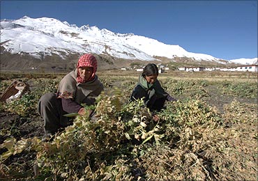 Tribal women work in a peas field in Lossar village, Himachal Pradesh.