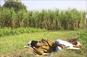 A farmer sleeps next to a sugarcane field in the village of Dumchhedi in Punjab.