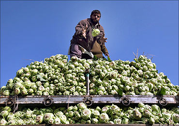 A Kashmiri man loads cabbages onto a truck.