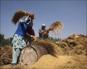 How UPA policies have hurt farmers, agriculture