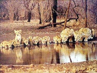 Lions at the Gir National Park in Gujarat.