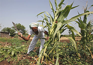 A farmer cuts a stalk of corn in the village of Gove in Satara district.