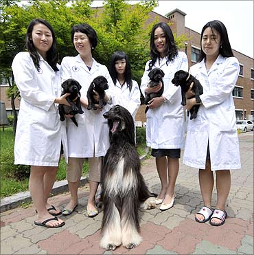 Snuppy (C), the world's first dog cloned from adult cells, 4 cloned puppies.