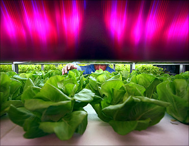 A worker lettuce checks plants growing under artificial light at China's computer-controlled factory