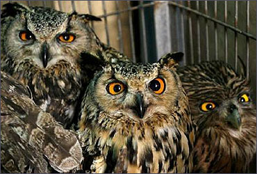 Seized horned owls are displayed by Delhi wildlife department.