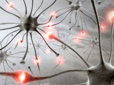 Researchers can explore activity patterns of many neurons.