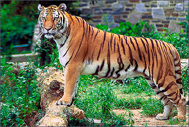 The Royal Bengal Tiger.