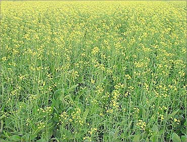 A mustard field in Punjab.