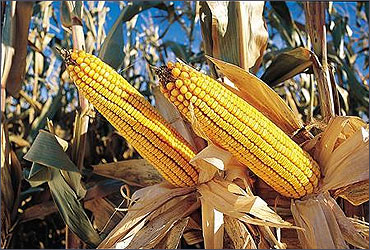 Corn produced by Monsanto.