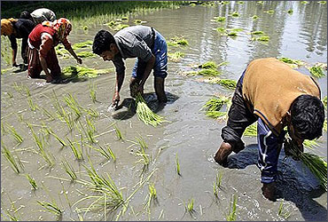 Labourers sowing rice saplings.