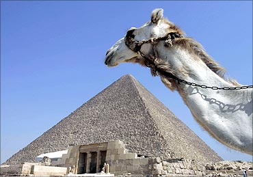 A camel passes in front of the Pyramids at Giza.