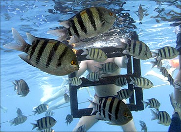 Tourists swim with fish in the Red Sea resort of Sharm El-Sheikh.