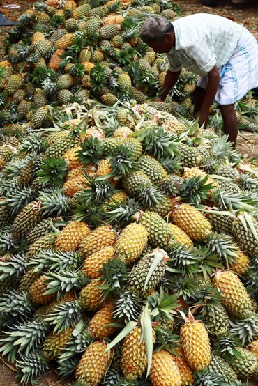 A labourer arranges pineapples at a wholesale pineapple market in Vazhakulam village in the southern Indian state of Kerala.