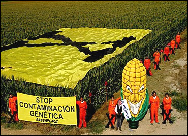 Greenpeace activists protest against GM maize.