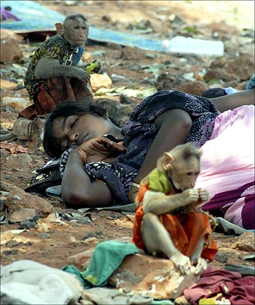 A homeless woman takes a nap next to her monkeys in Chennai.