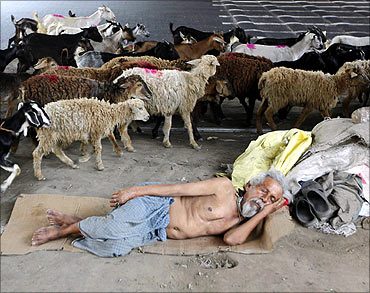 A homeless man sleeps under a flyover as a herd of goats and sheep pass him.