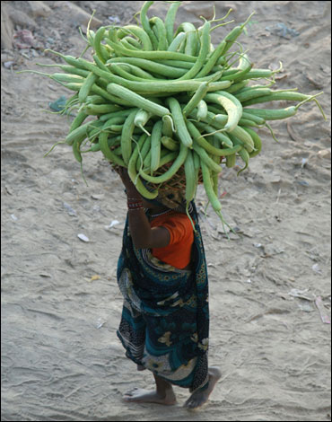 A woman carries cucumbers from her field to sell in the markets in Allahabad.