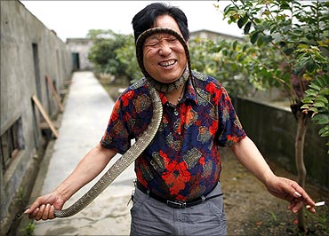 Yang Hongchang, owner of  a snake rearing company holds  a snake at a snake farm in Zisiqiao village.