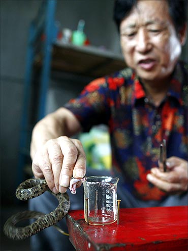 Yang Hongchang, boss of the snake rearing company extracts venom from a snake.