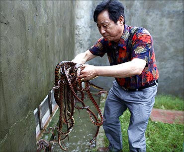 Yang Hongchang, boss of  the snake rearing company holds snakes at the snake farm in Zisiqiao.