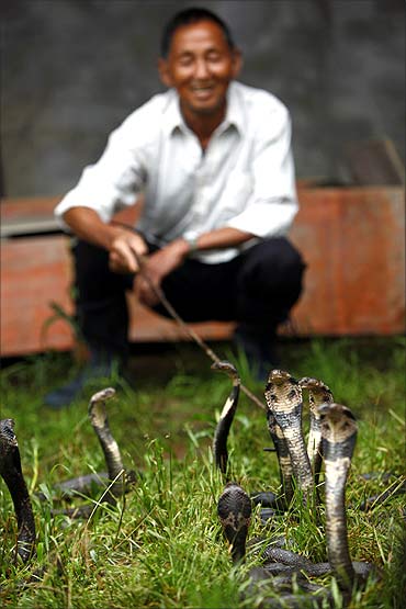 A resident squats next to cobras at a snake farm in Zisiqiao village.