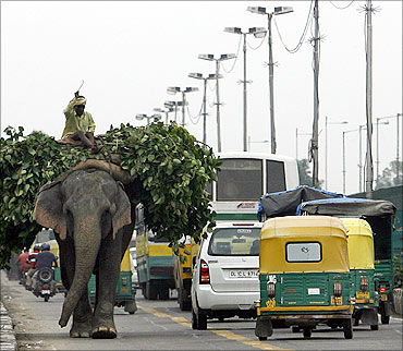 An elephant carries a heap of leaves through traffic on a bridge over river Yamuna.
