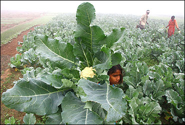 A farmer and his family work in their cauliflower field.