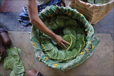A farmer arranges betel leaves in a basket.