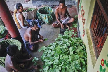 Farmers sort and arrange betel leaves on the doorstep of a house in Gobindpur village, about 75 km east of Orissa's capital Bhubaneswar.