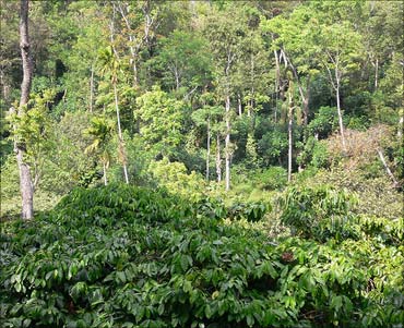 Coffee plantation in Karnataka.