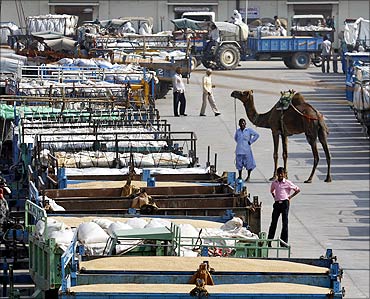 A herdsman with his camel stands near parked tractor trolleys loaded with wheat.