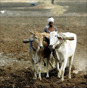 Farmers plough the seeds into a farm land in Dasgaon village.