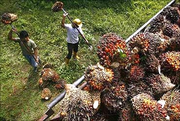 Plan to raise palm oil production is a welcome step