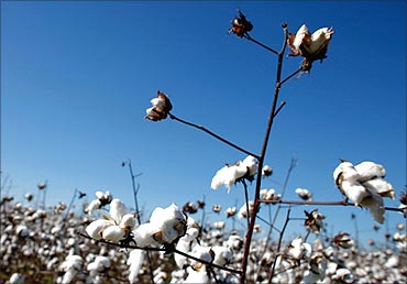 Cotton is emerging as asset class