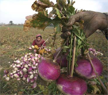 A farmer shows turnips to a trader at her vegetable field.