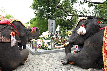 Elephants sit at Japanese Village in Ayutthaya province to mourn for the victims of the earthquake.